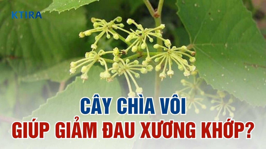 Cây chìa vôi có giúp giảm đau xương khớp