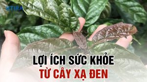 Lợi ích sức khỏe từ cây xạ đen