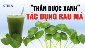 tác dụng tuyệt vời của rau má KTIRA